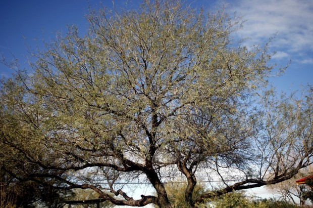 Velvet mesquite tree