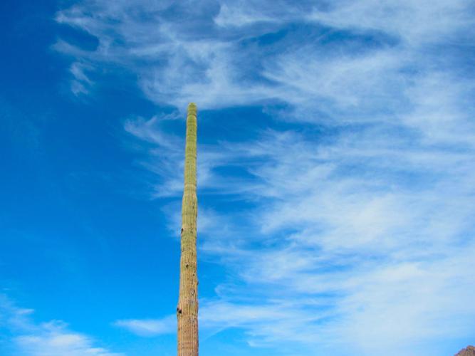 Lone saguaro and clouds