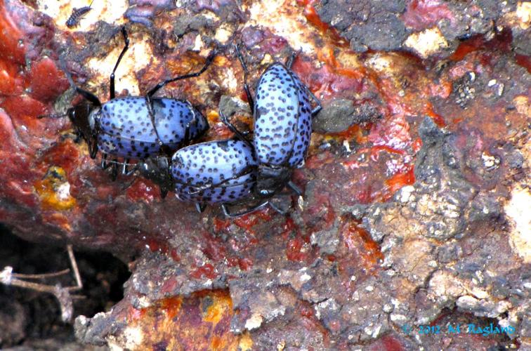 Readers' amazing insects