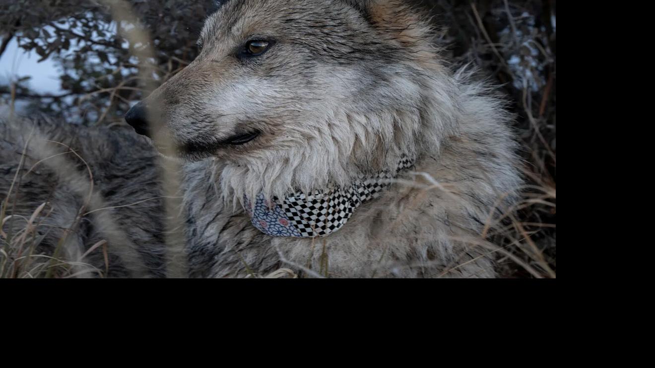 Wolf numbers in Arizona, New Mexico approach threshold for downlisting