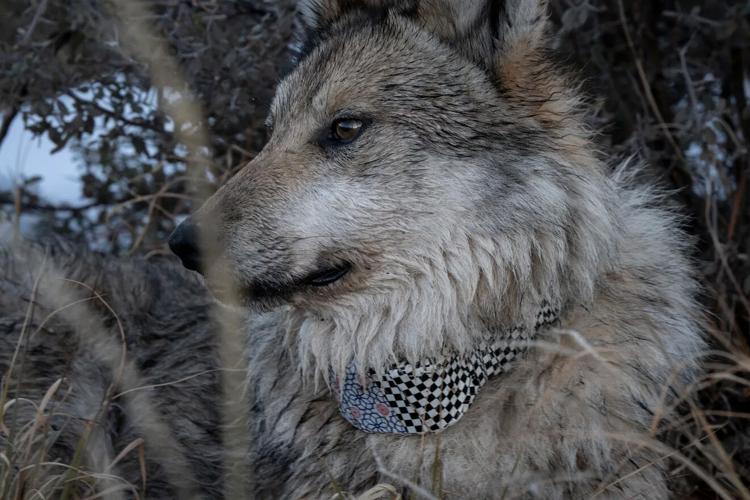 Wolf numbers in Arizona, New Mexico approach threshold for downlisting