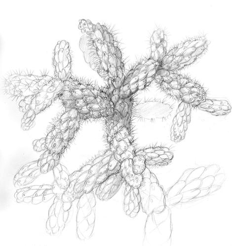 The Sonoran Desert: A Literary Field Guide