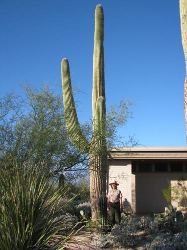 Centennial Saguaro