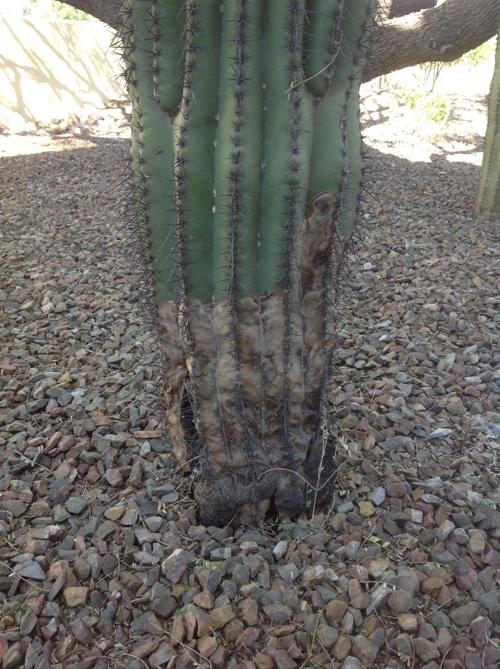 Garden Sage-diseased saguaro
