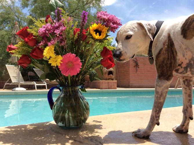 Happy National Dog Day!