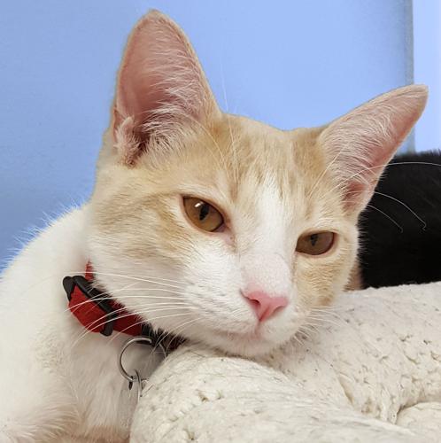 Oliver