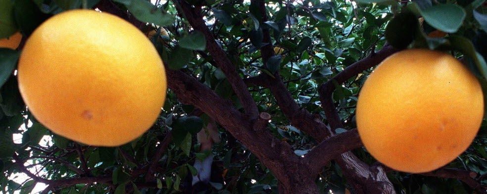 Transplanting stressful on plants