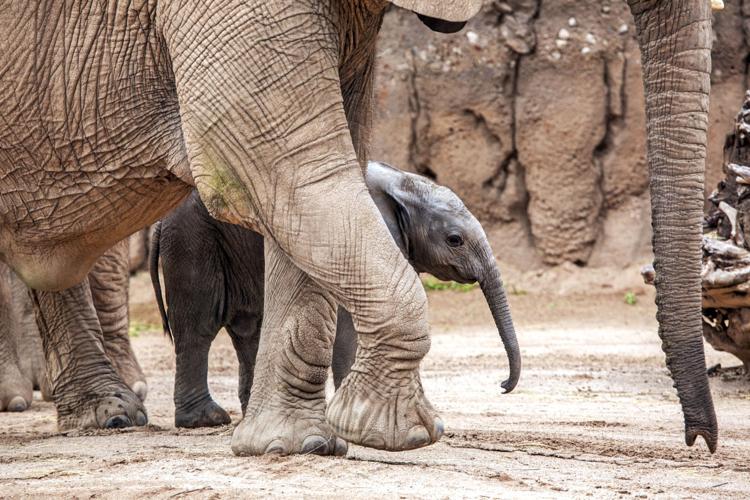Baby elephant debut