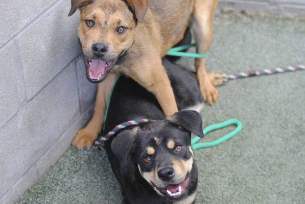 Pima Animal Care Center