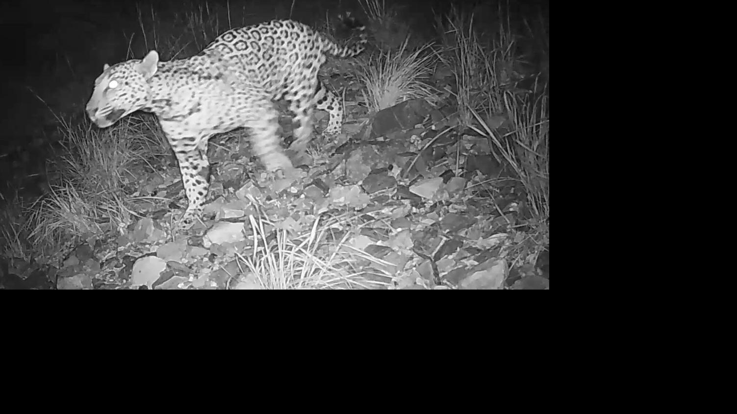 Jaguar filmed in Arizona again as advancing border wall threatens his return route to Mexico