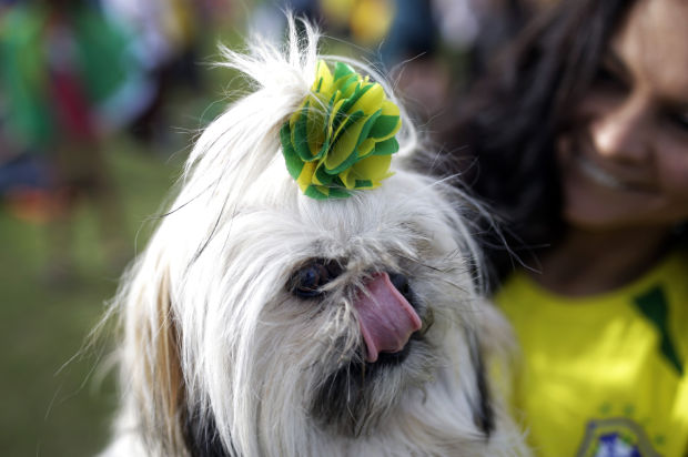 Animal shots of the week