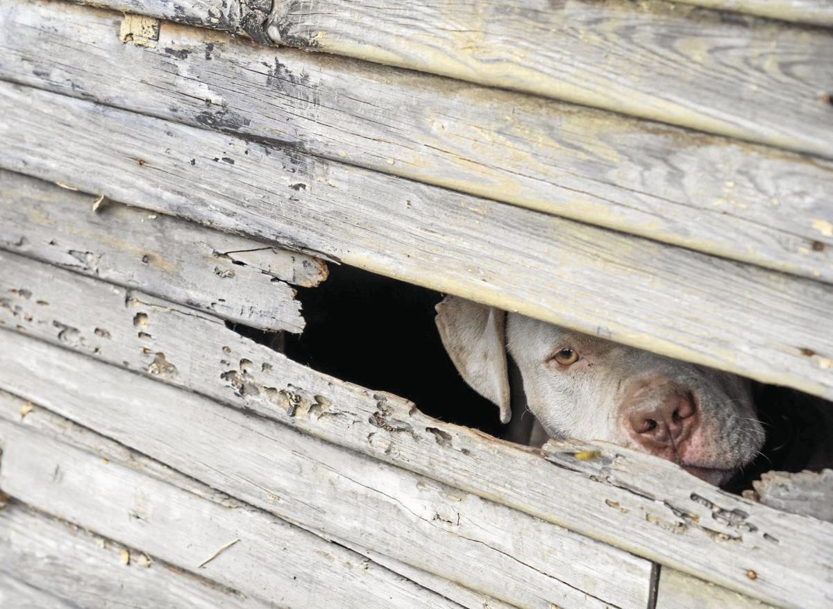 LIFE-DOGATTACK-TIPS-DE