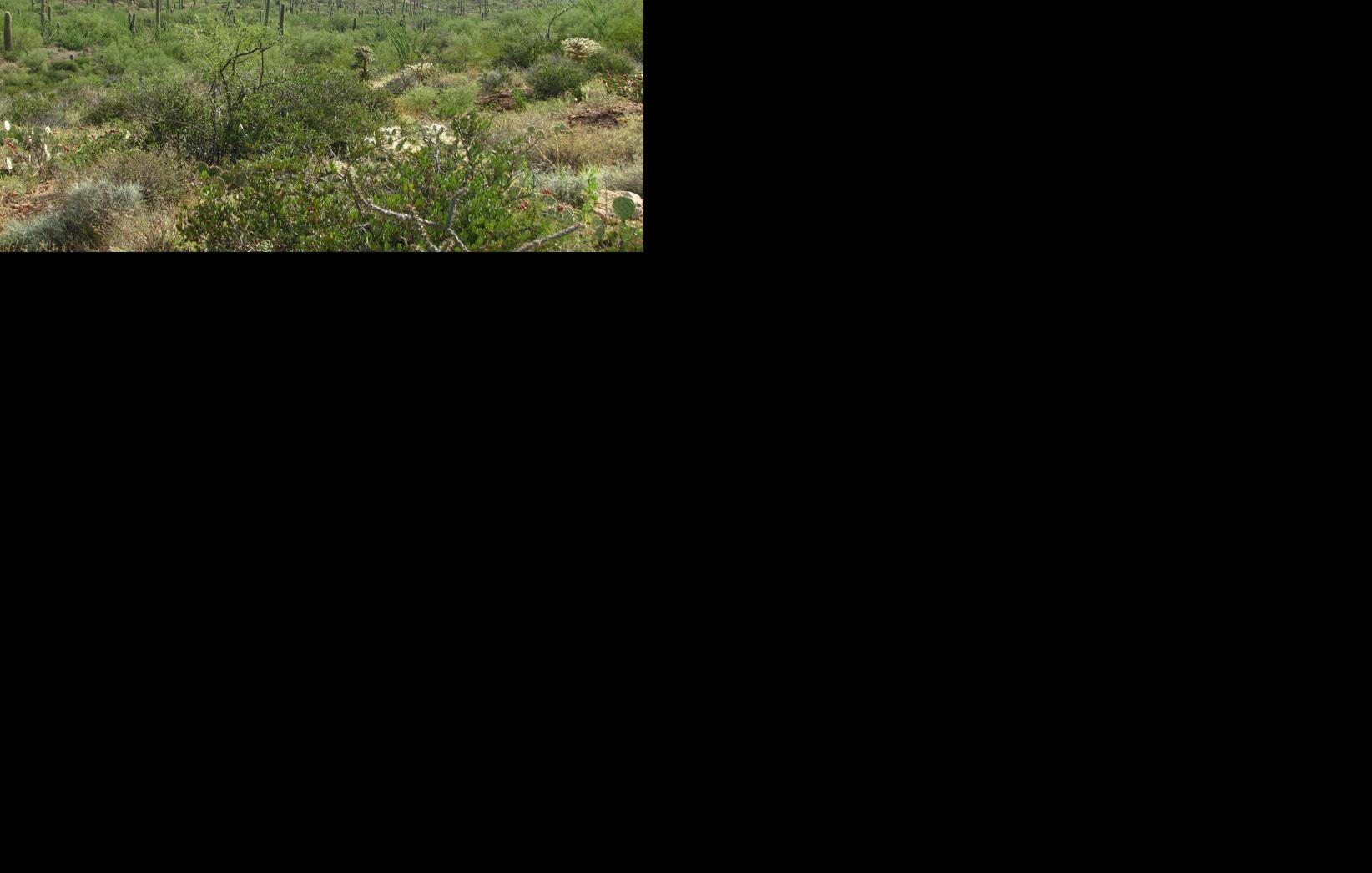 Recent land deals help make Saguaro National Park 'whole' in Tucson Mountains