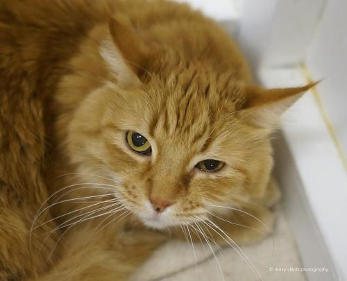 Adopt A Friend: Ginger