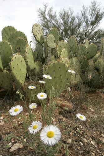 Southwest wildflowers