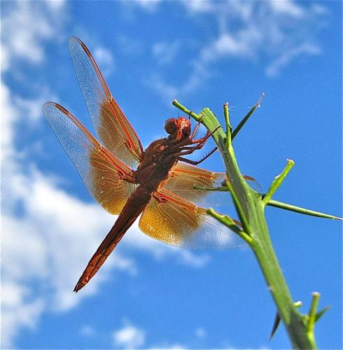 Readers' amazing insects