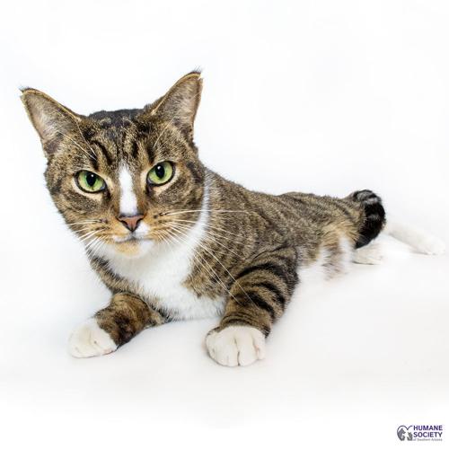 Adopt a friend: Vincent