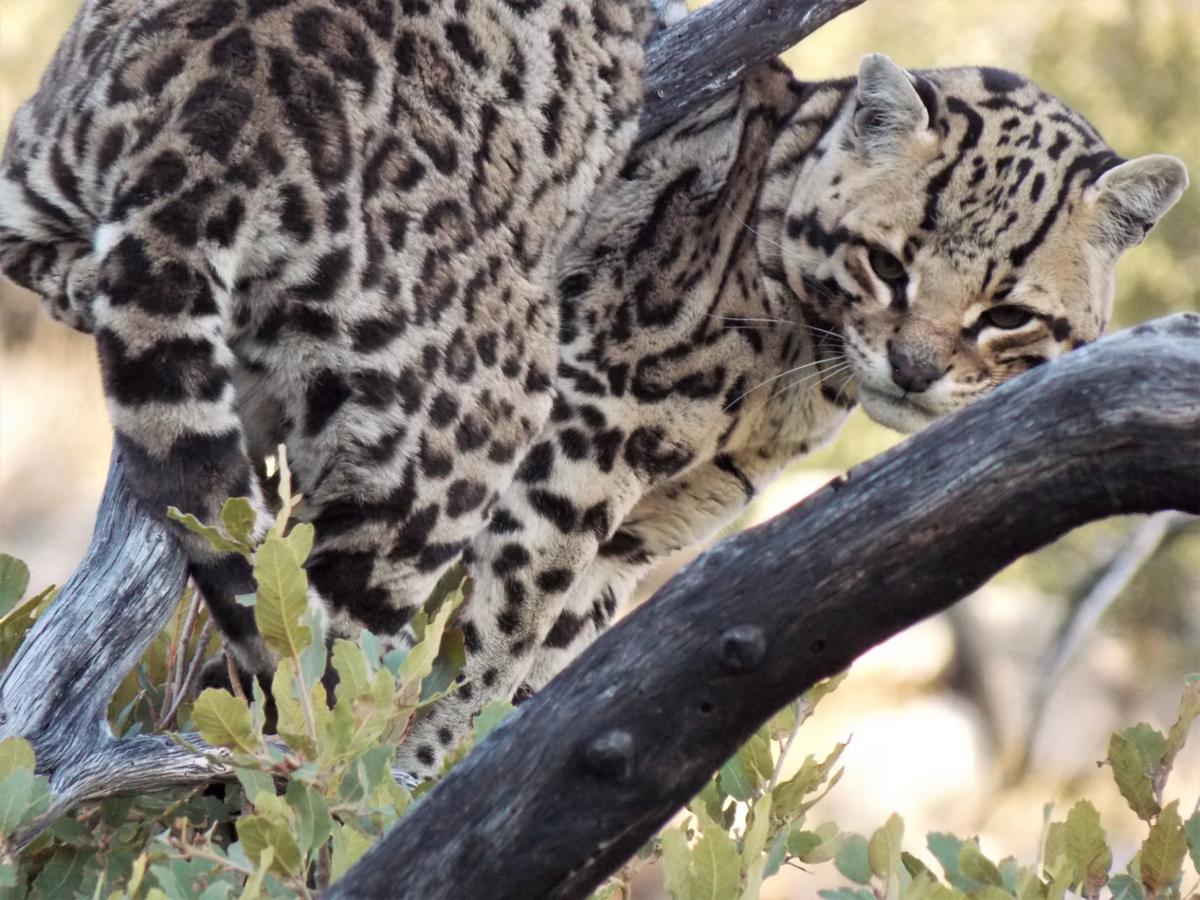 Ocelot in Southern Arizona