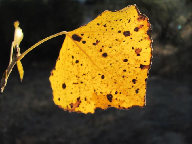 Autumn hues in Tanque Verde Creek