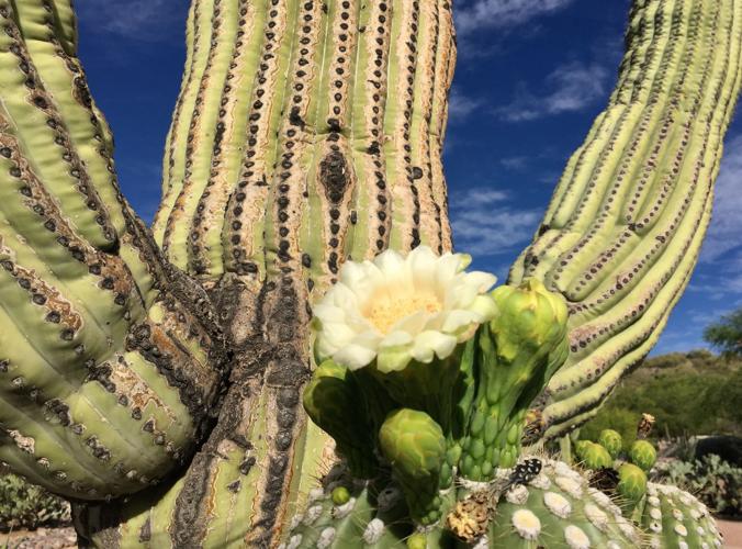 Saguaro blooms in the Catalina Foothills