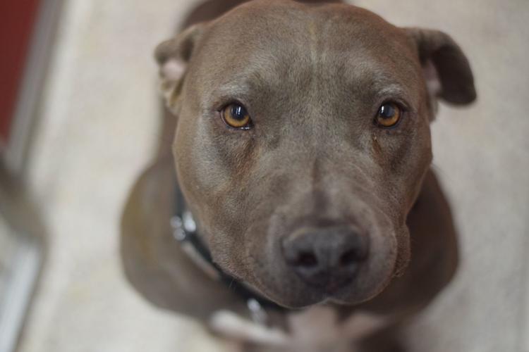 Adopt a friend: Vernon