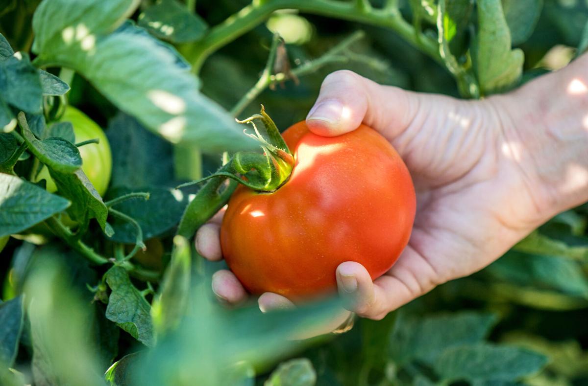 Ripe on the vine: A family tomato farm makes way for the sixth generation