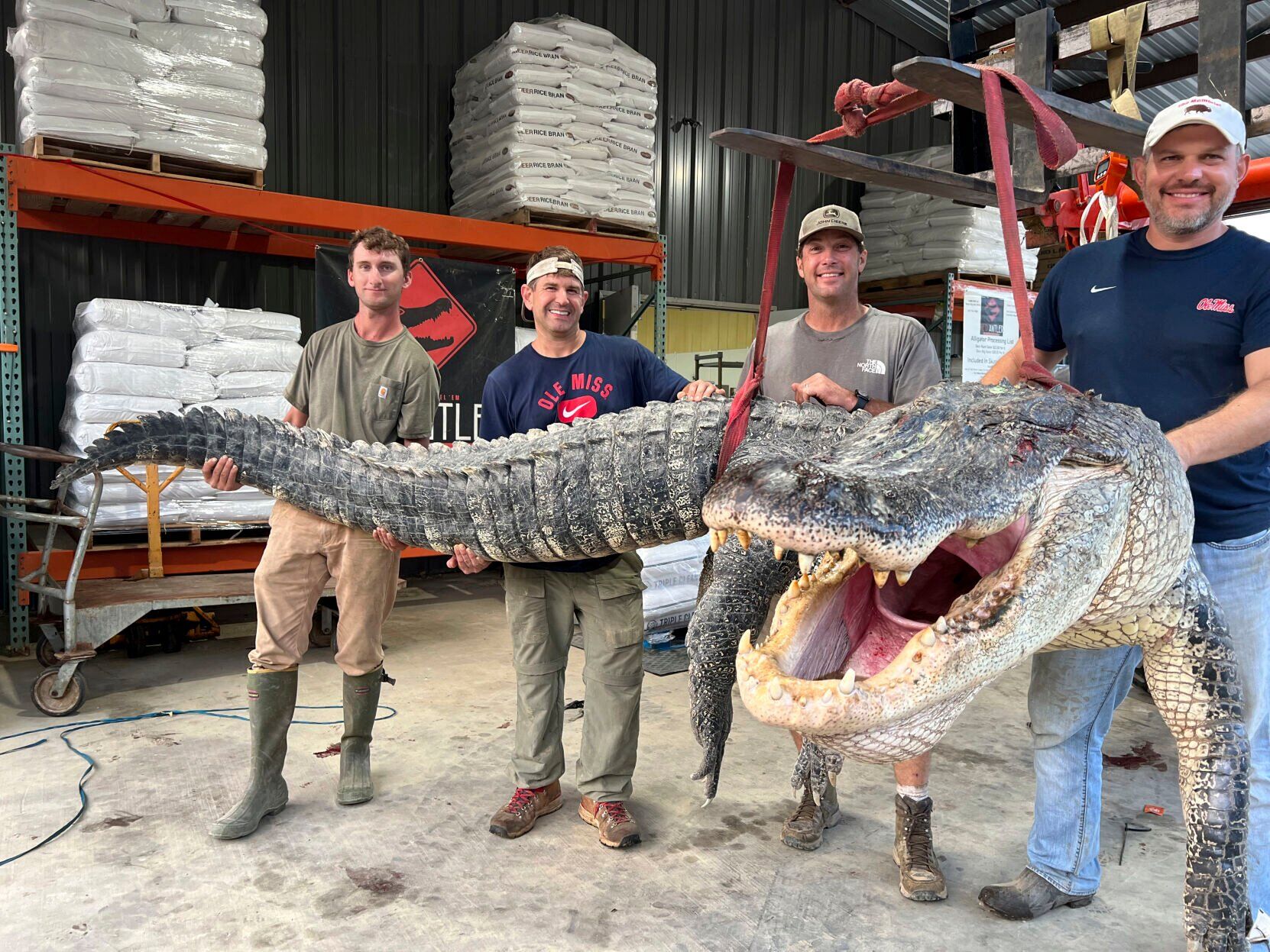 Hunters reel in Mississippi record with massive 14-ft. gator