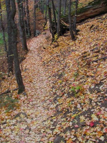 Autumn leaves on a trail