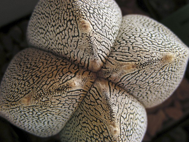 Bizarre botanicals beckon at midtown oasis   