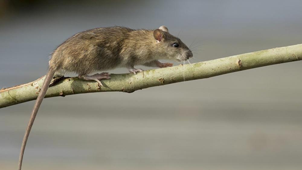 Winter Brings Roof Rats to SaddleBrooke | Home-and-garden | tucson.com