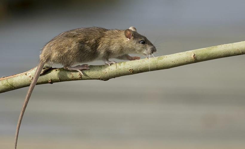 Roof-Rat.jpg