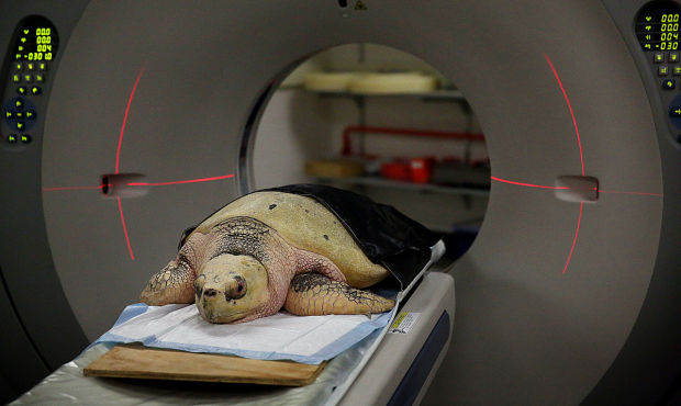 Animal shots of the week