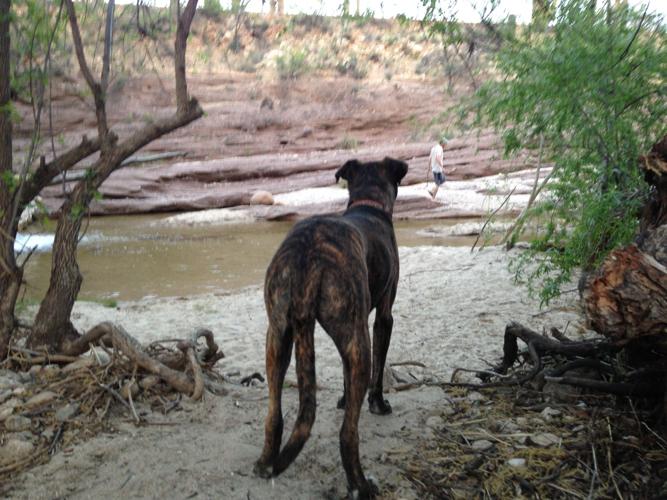 Happy National Dog Day!