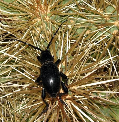 Readers' amazing insects