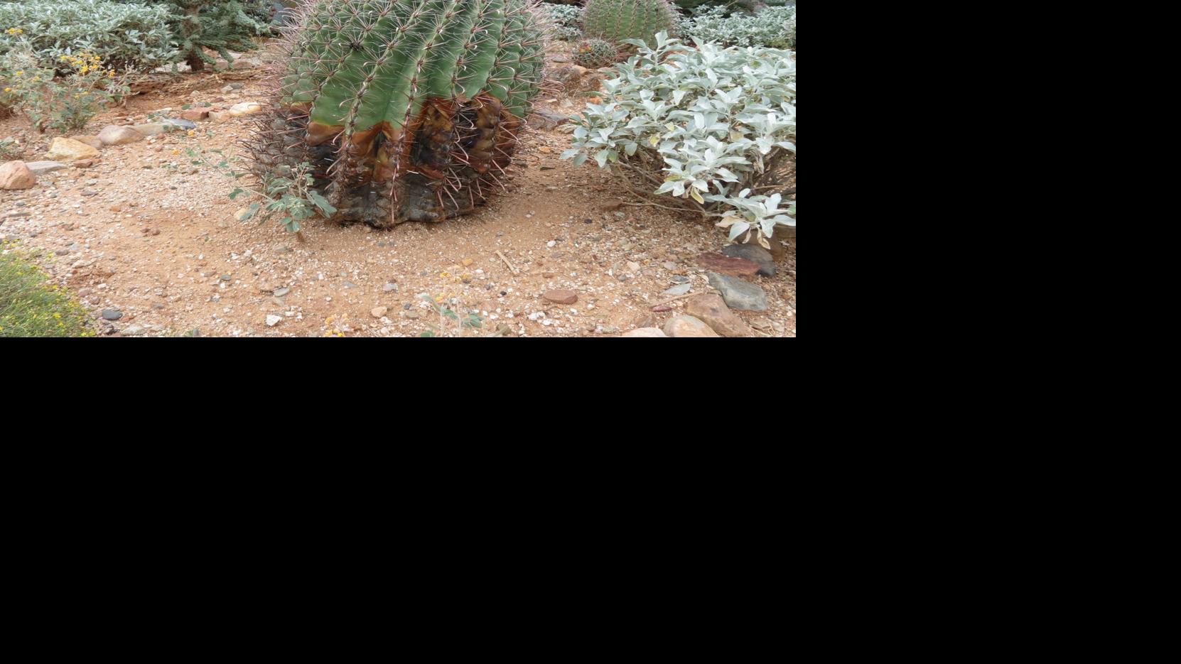 Soft Rot Afflicts Barrel Cactus Tucson Com