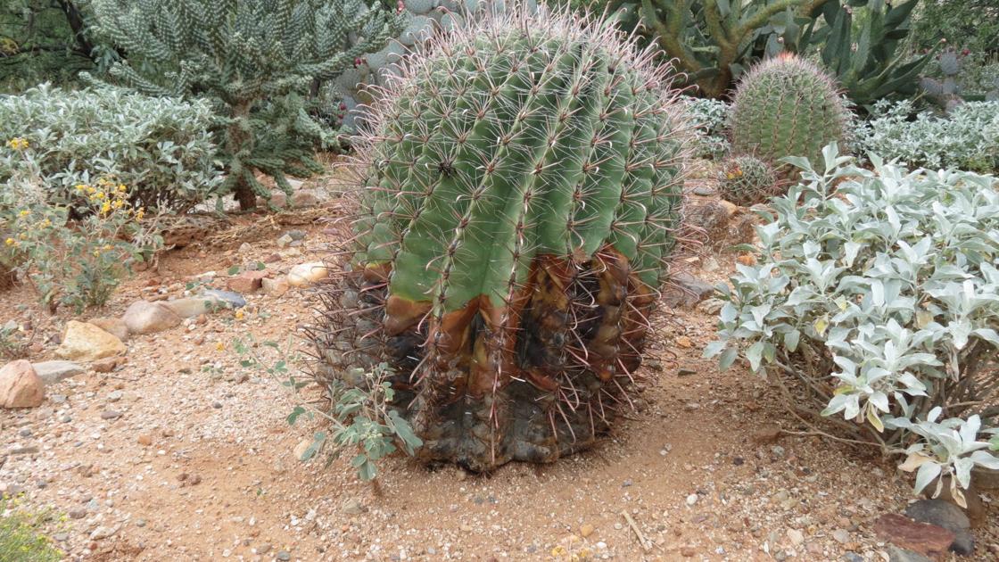 Soft Rot Afflicts Barrel Cactus Tucson Com