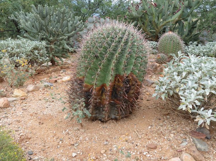 Soft rot afflicts barrel cactus