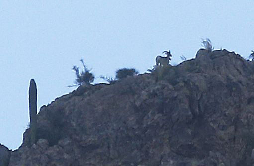 Bighorn sheep release