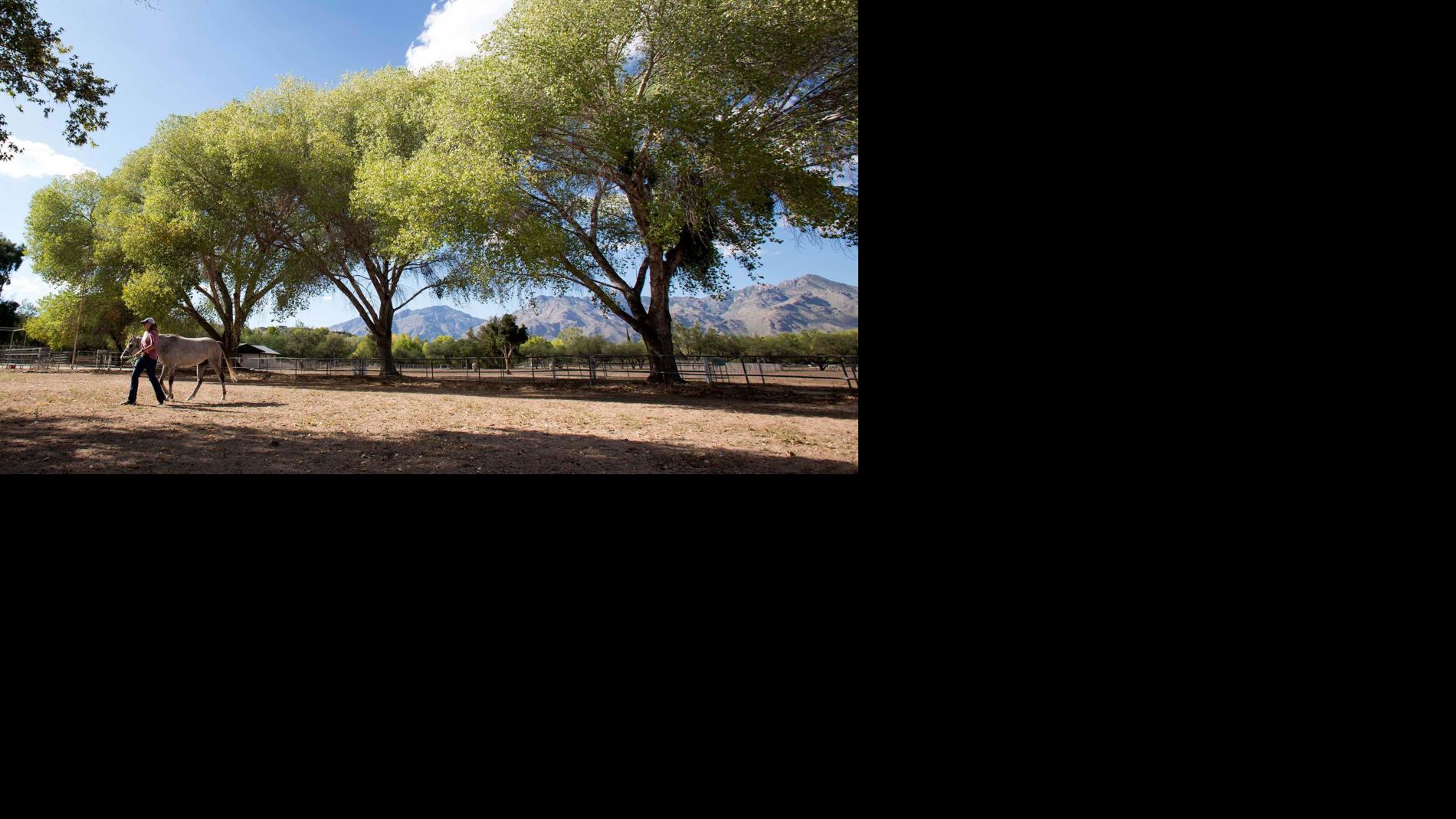 U of A to sell prime land on Sabino Creek donated by famed horse breeder