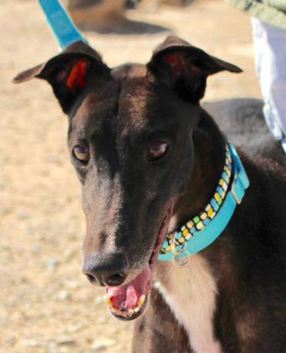 Adopt A Friend: Superman