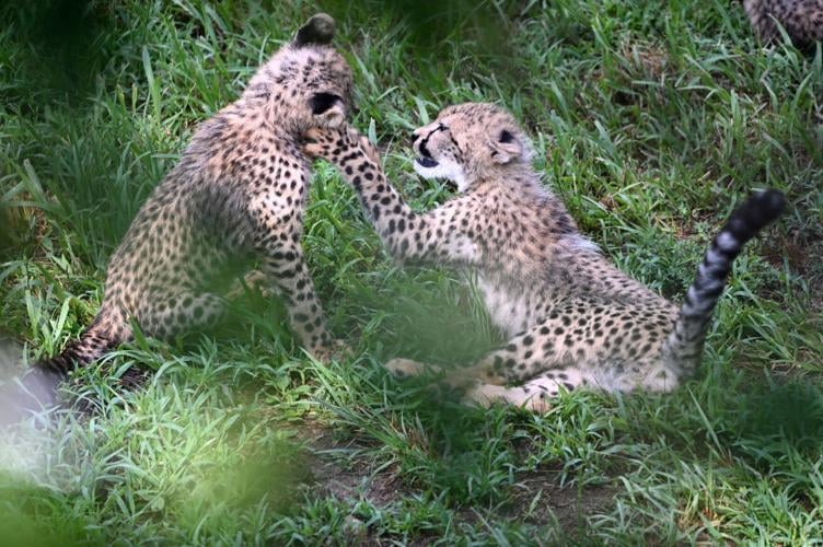 NayasCubs1.jpg
