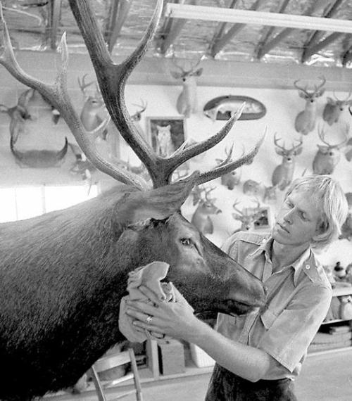 tucson time capsule taxidermist paired art love of outdoors