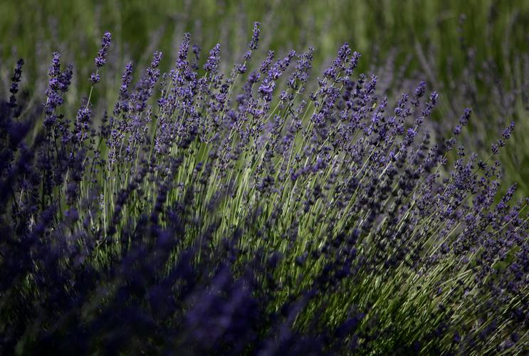 Life Under the Oaks Lavender Farm, 2023