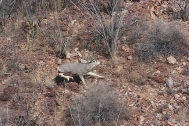 and fish az fish counting wildlife during aerial big and fish az fish counting wildlife during aerial big