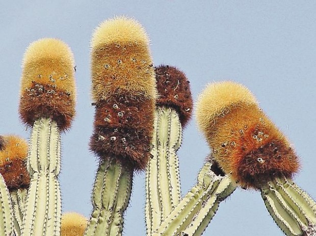 Desert Treasures | Books-and-literature | Tucson.com