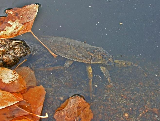 Readers' amazing insects