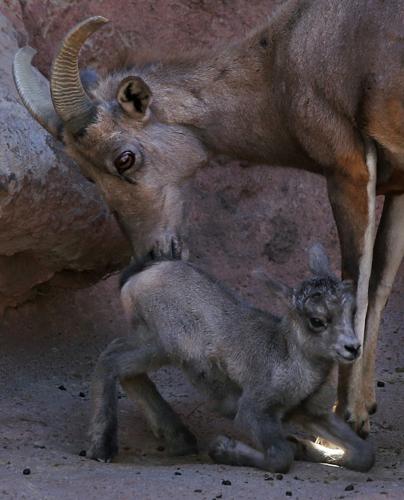 Baby bighorn lamb at the Desert Museum