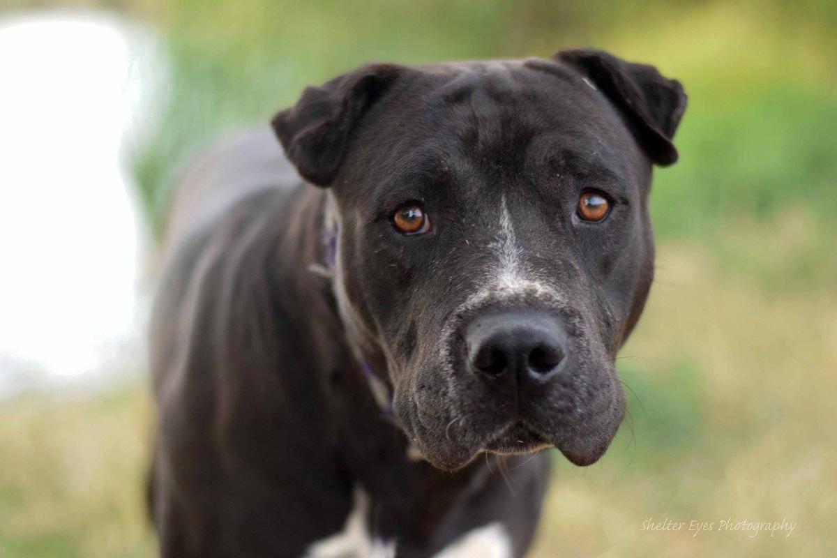 Adopt A Friend for week of April 17, 2017