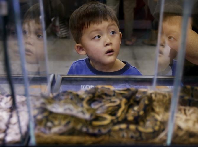 100514-metro-reptileshows-p7