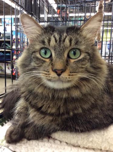 Adopt A Friend: Laura